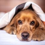 places to leave your dog while on vacation