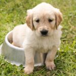 Housebreak a puppy | Best Potty Training Tips