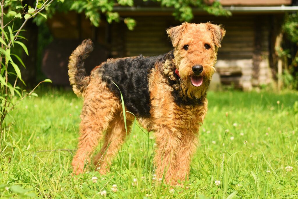 Airedale terrier puppy cutest puppies