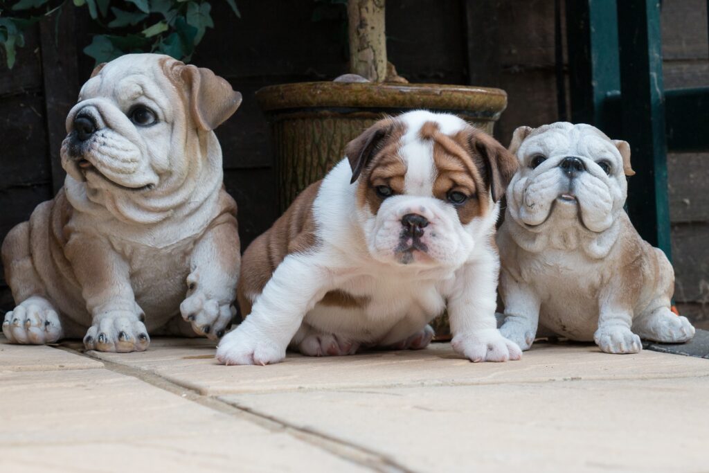 English bulldog puppy cutest puppies
