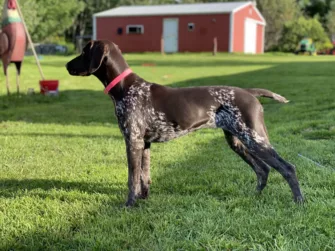 German shorthaired pointer dog breed 6 months old
