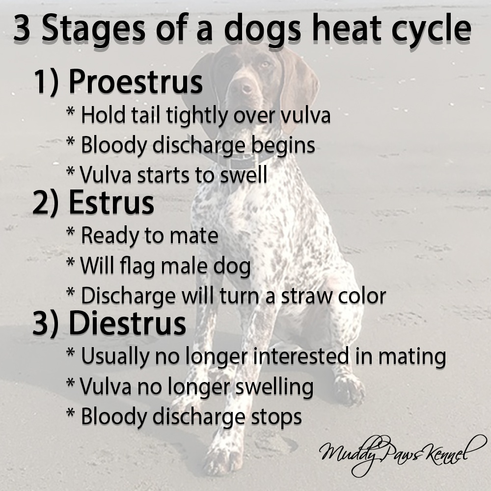 how long does a dog stay in heat