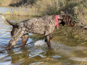 German shorthaired pointer dog breed swimming
