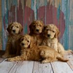 questions to ask a dog breeder