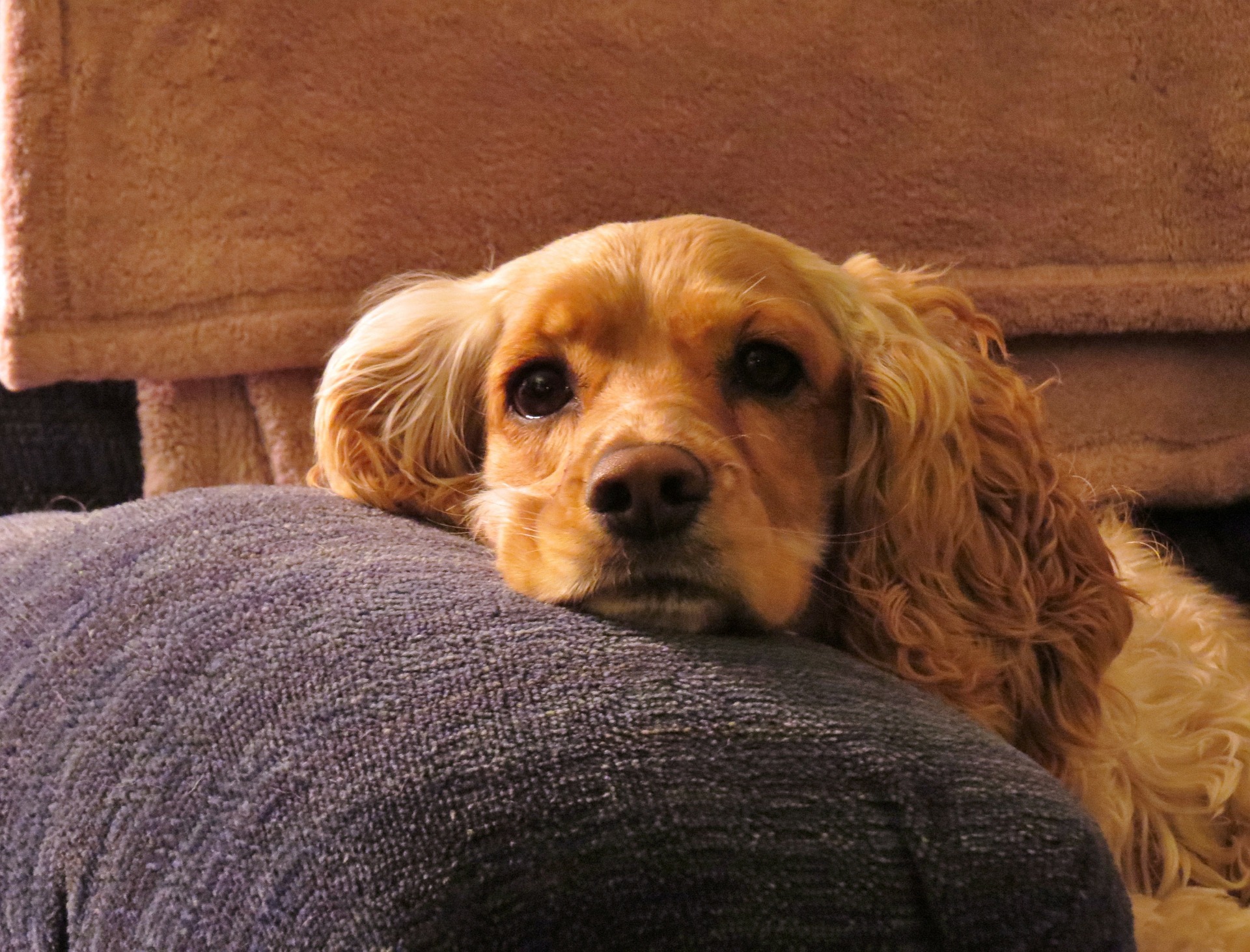 Cutest Dog breeds with floppy ears Muddy Paws Dog Blog