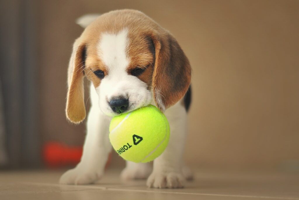 beagle puppy cutest puppies