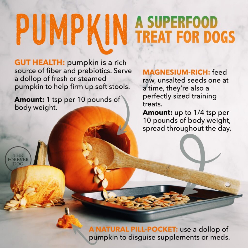pumpkin superfood for dogs