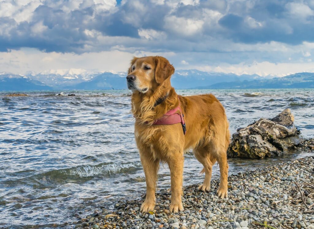 golden retriever best dogs for runners