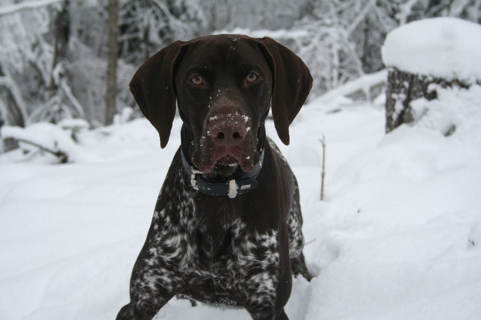 German Shorthaired Pointer Dog Breed facts Temperament info & more