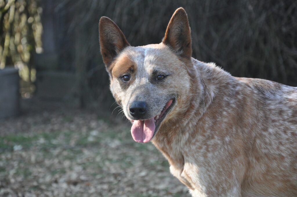 cattle dog best dogs to run with