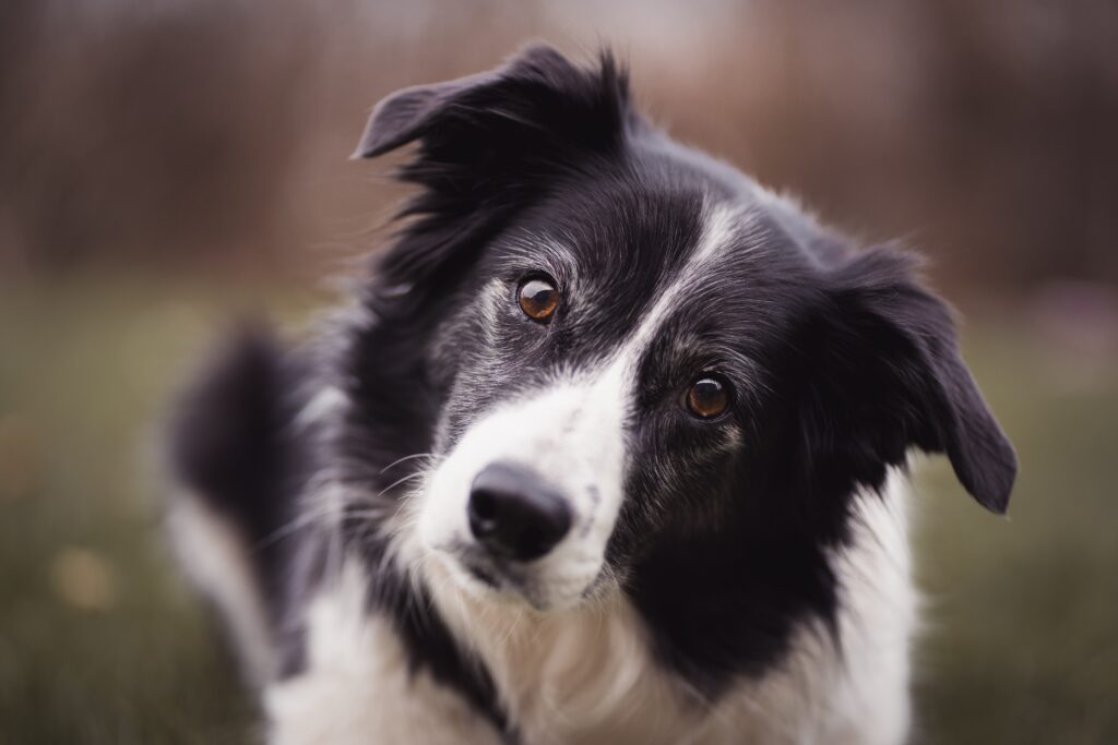 border collie best dogs for runners