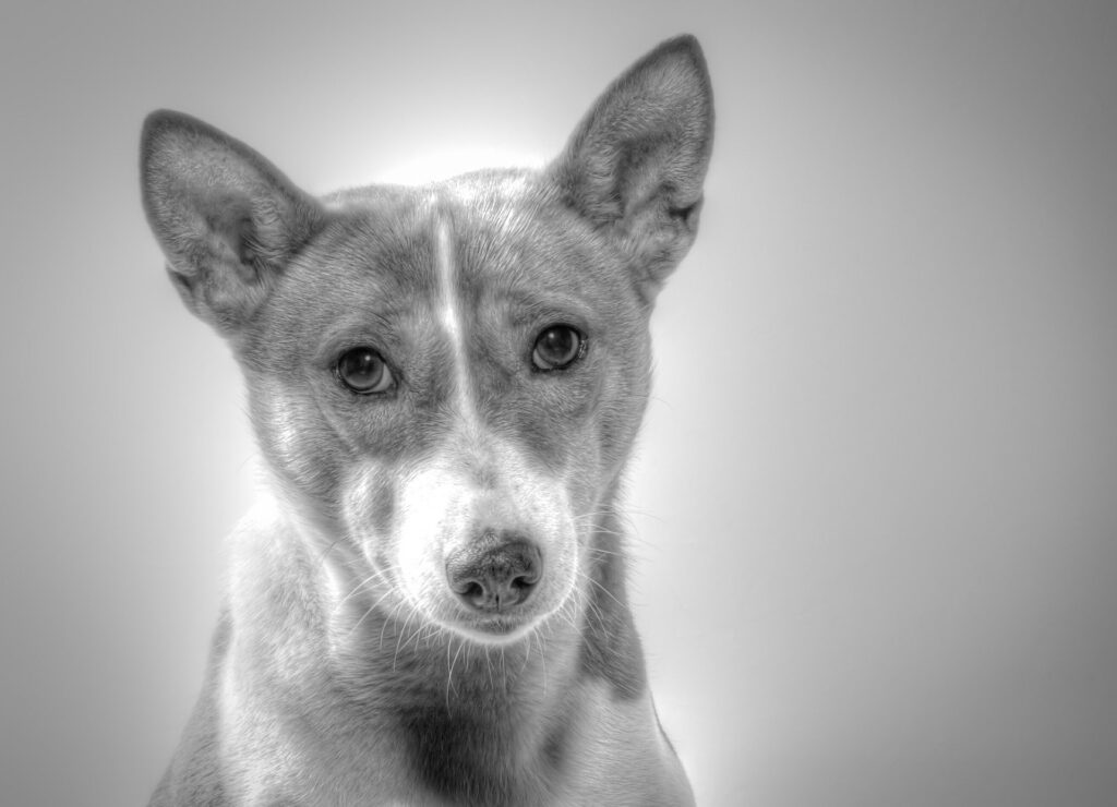 basenji best dogs for apartments