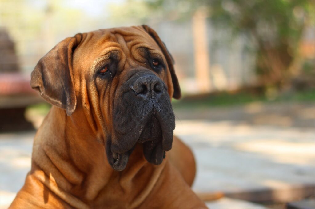 boerboel best dogs for protection
