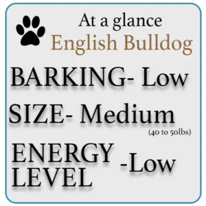 English bulldog apartment dog