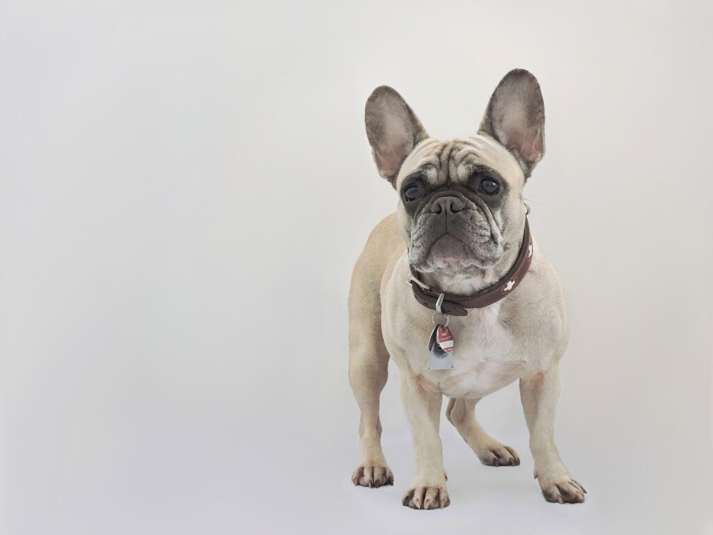 French bulldog best dogs for apartments