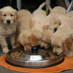 Dog Breeding for Beginners | 7 Mistakes to Avoid