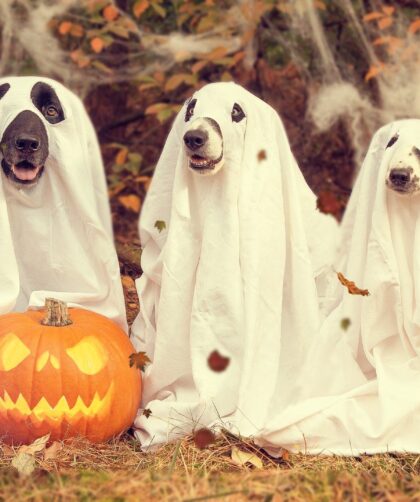 Halloween safety tips for dogs