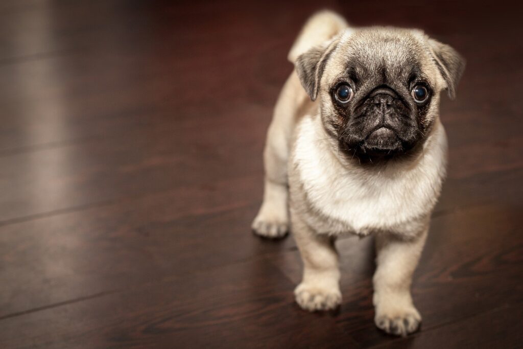 pug best dogs for apartments