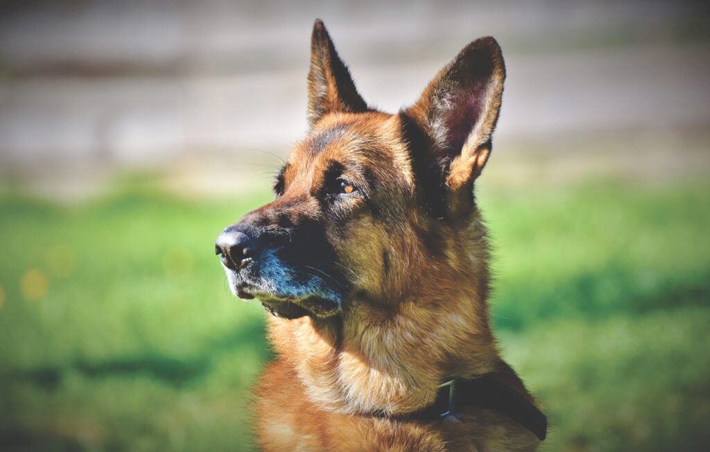 German shepherd best dogs for protection