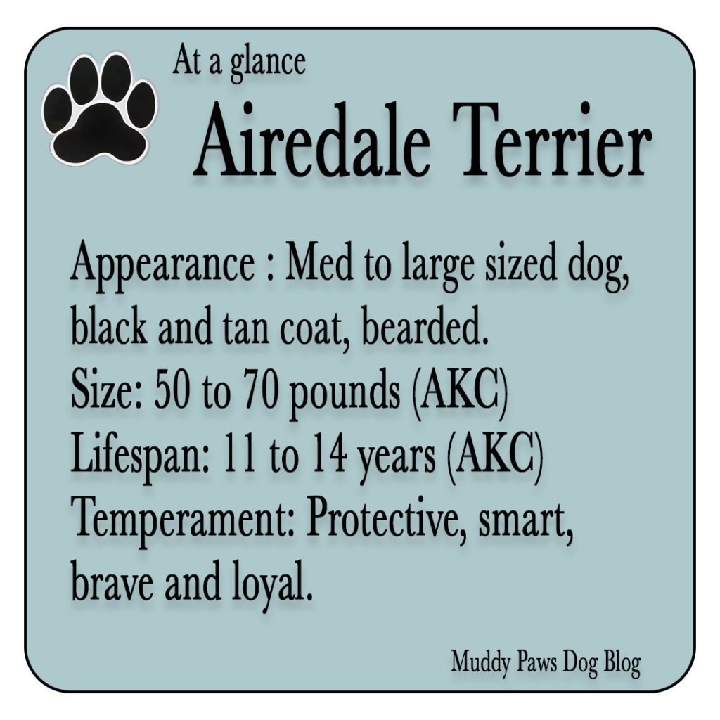airedale terrier best farm dogs