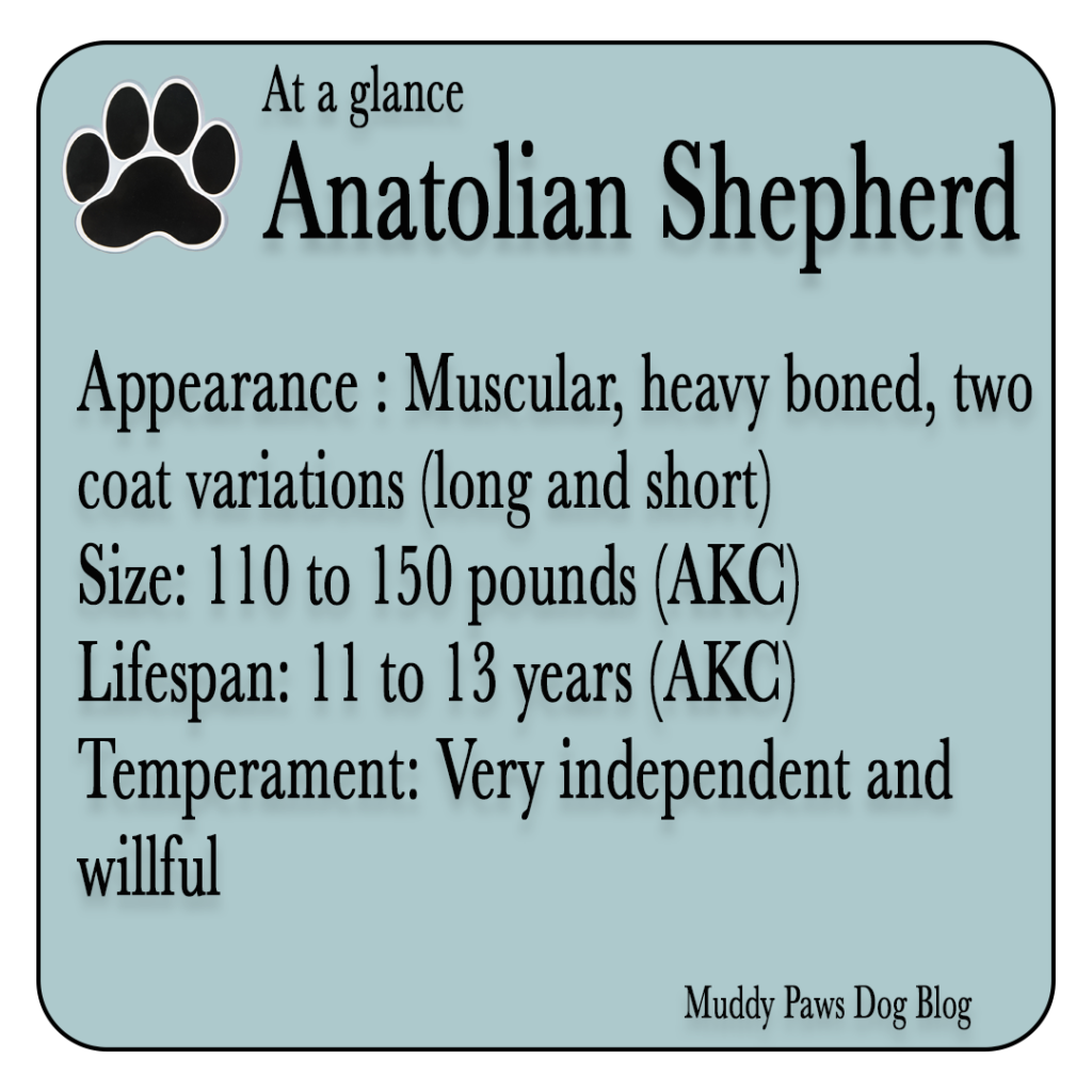 Anatolian shepherd best farm dogs