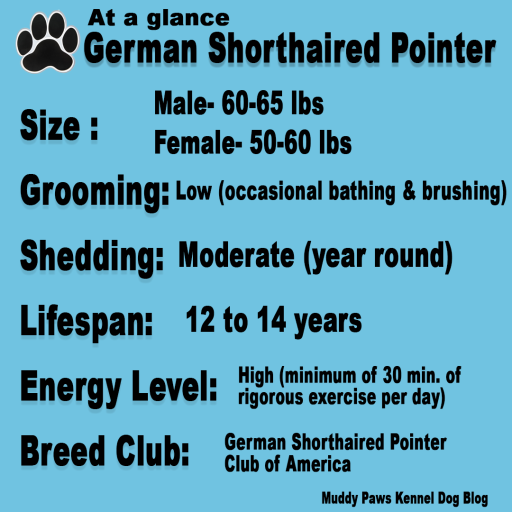 German shorthaired pointer lifespan