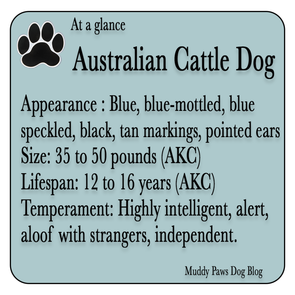 australian cattle dog best farm dogs