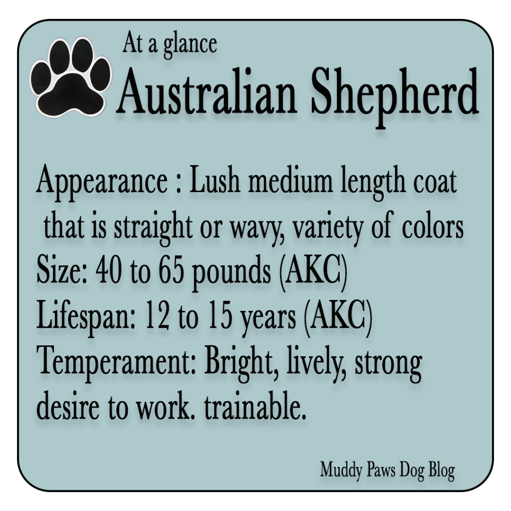 australian shepherd best farm dogs