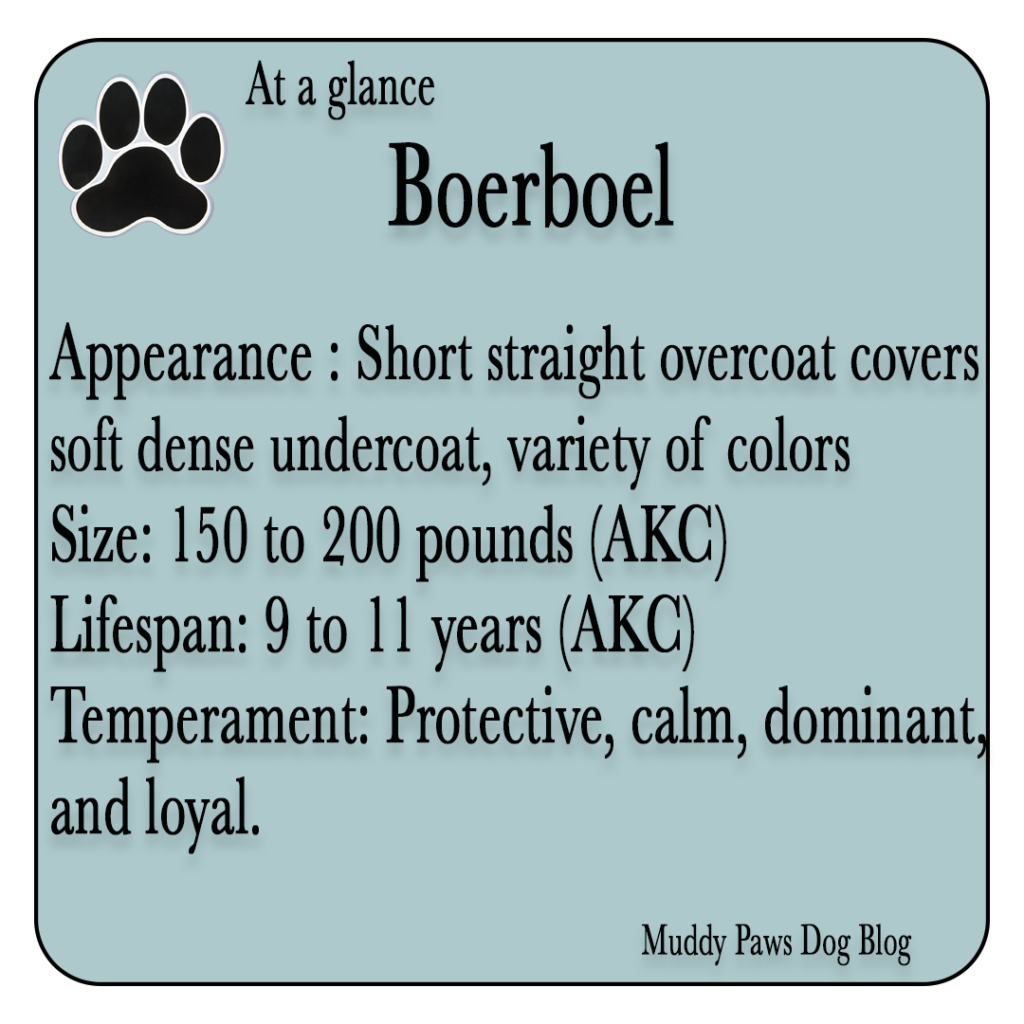 boerboel best farm dogs
