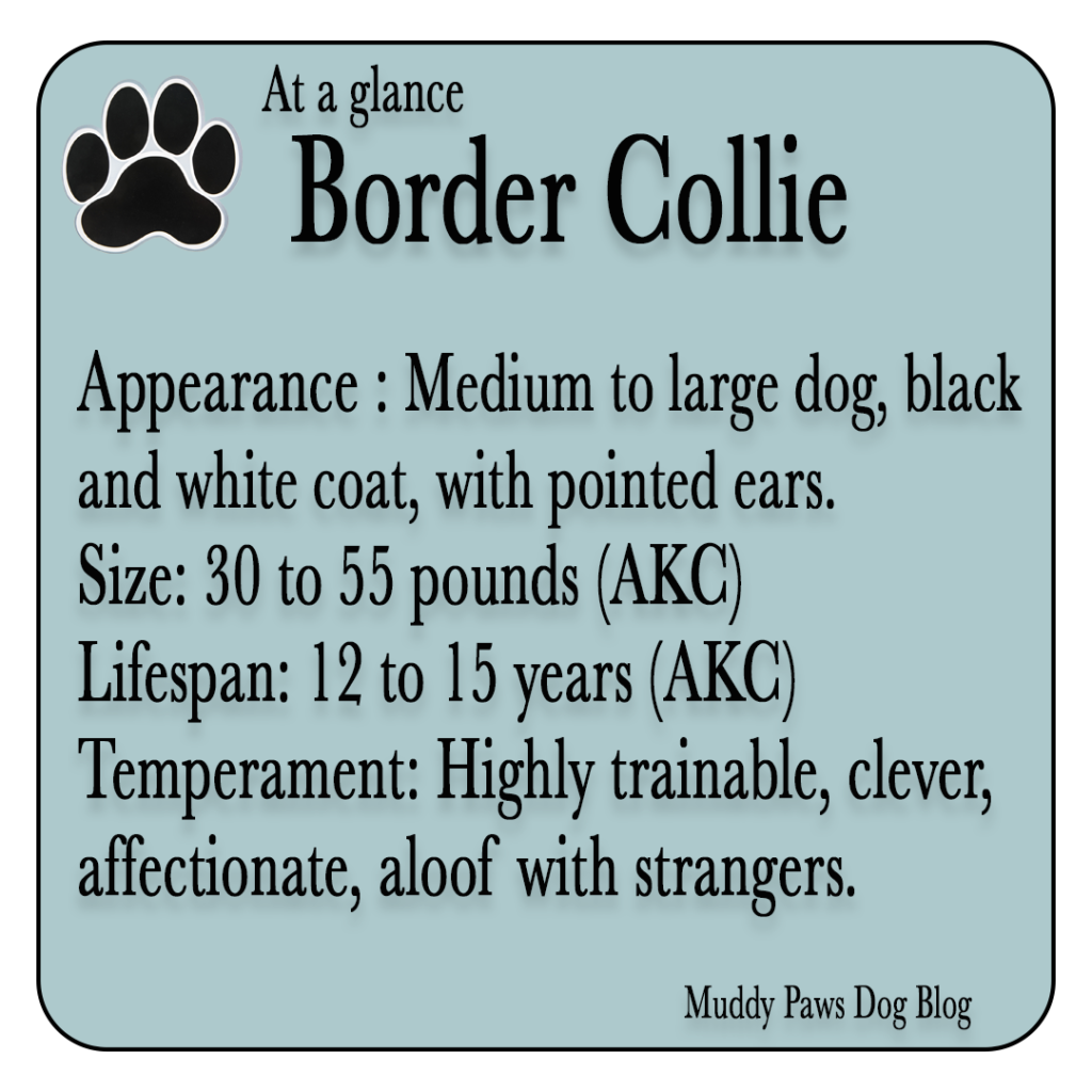 border collie best farm dogs