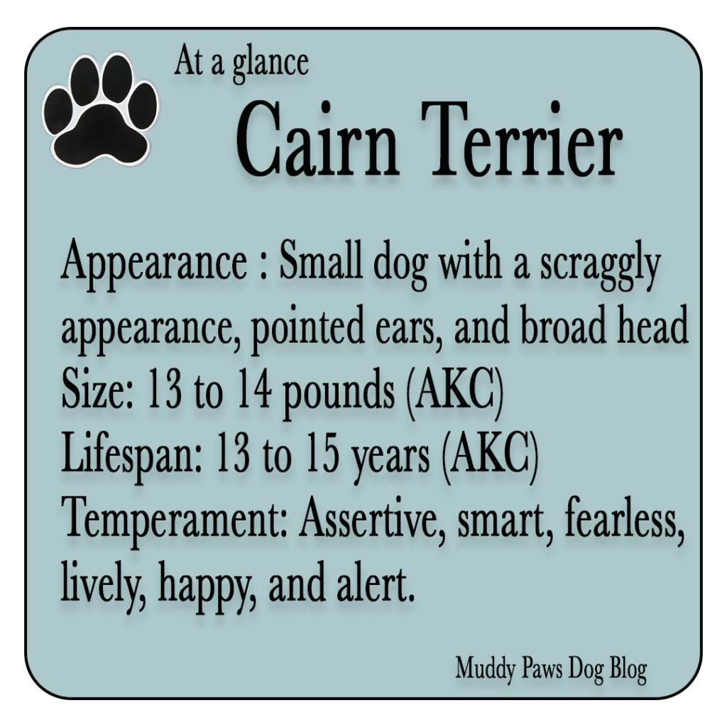 cairn terrier best farm dogs