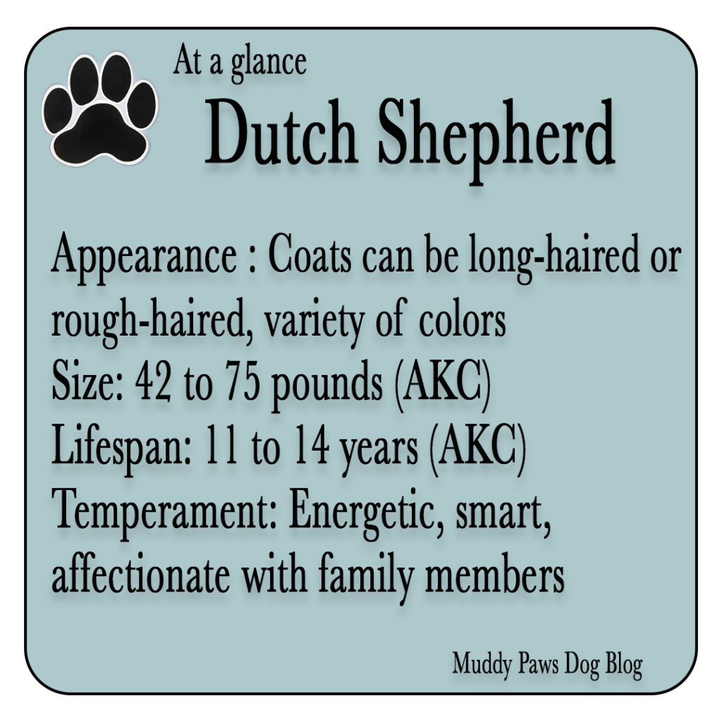 dutch shepherd best farm dogs
