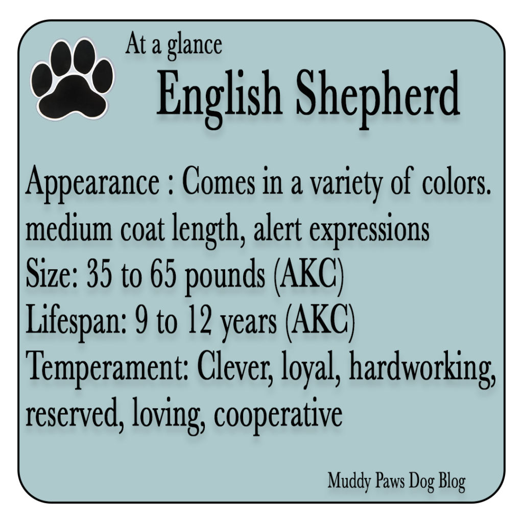 English shepherd best farm dogs