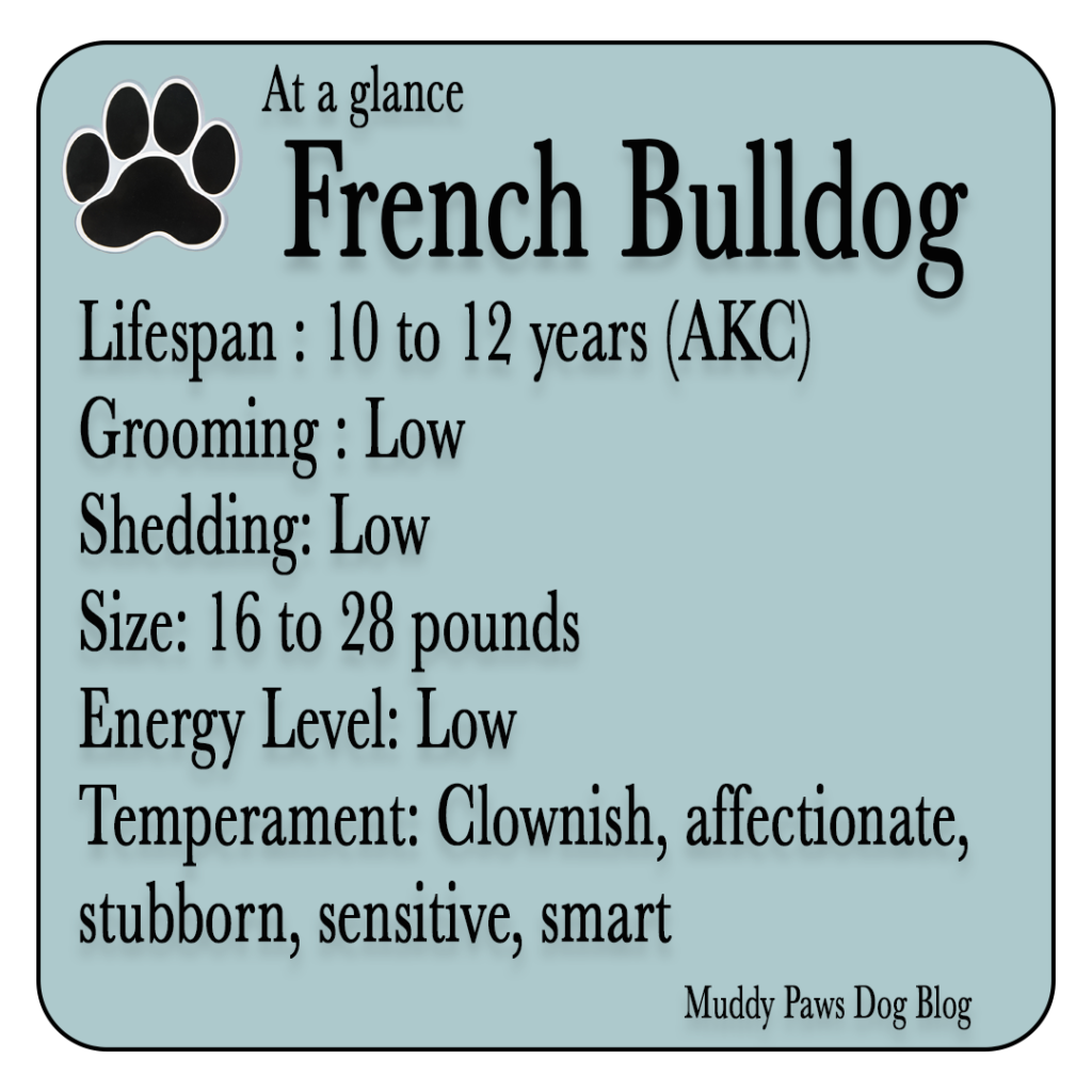 Lifespan of the French bulldog