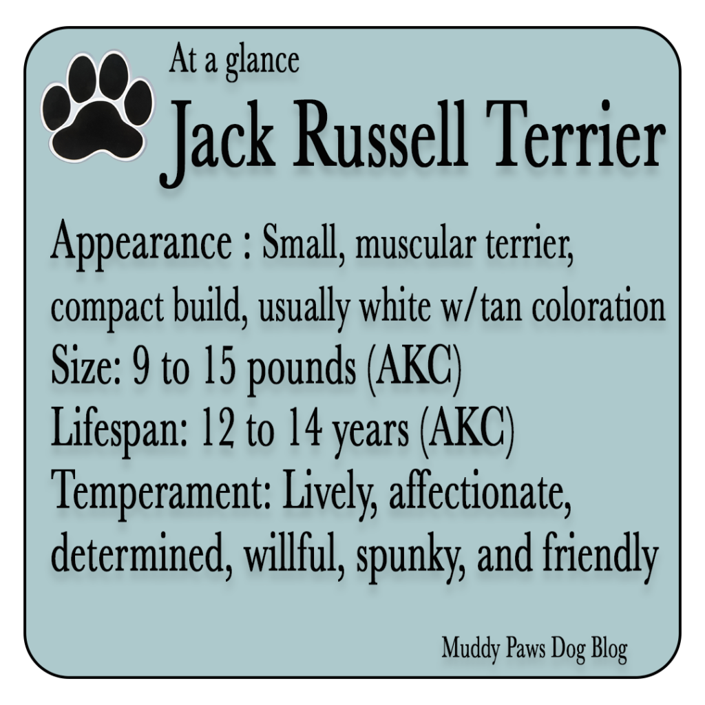 jack russel terrier best farm dogs