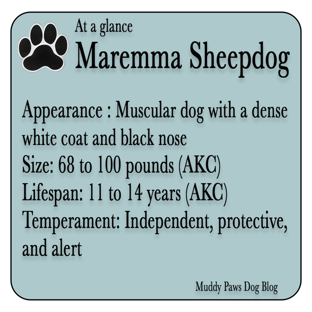 maremma sheepdog best farm dogs