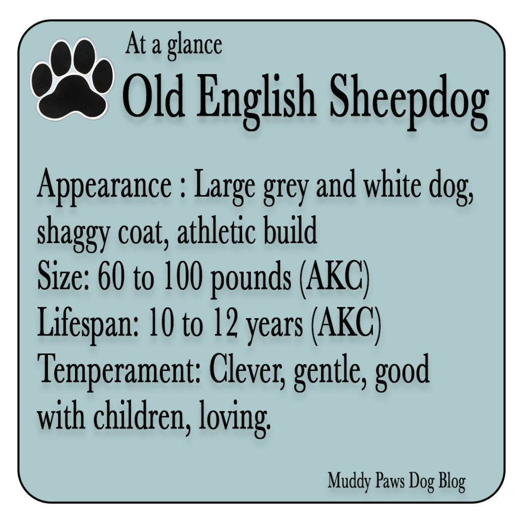 old English sheepdog best farm dogs