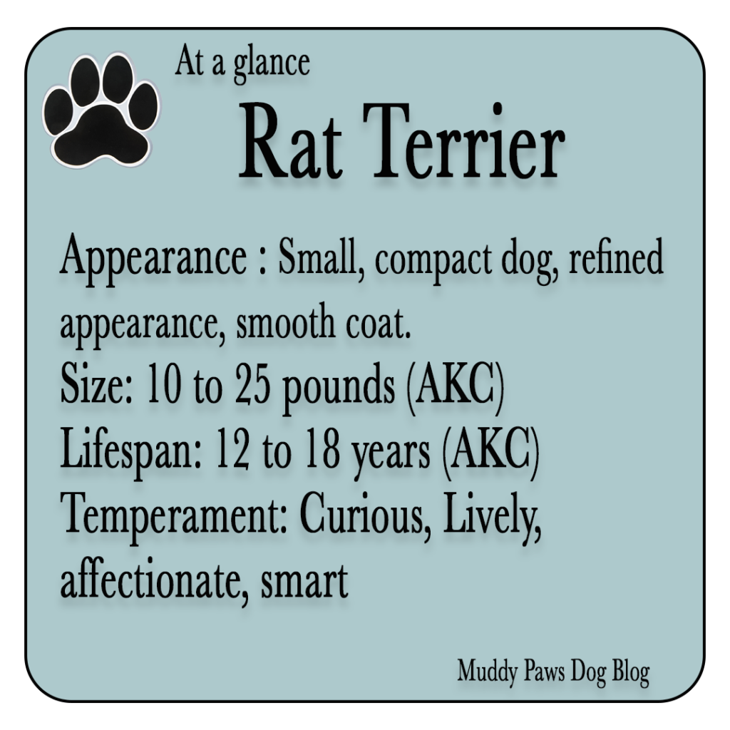 rat terrier best farm dogs