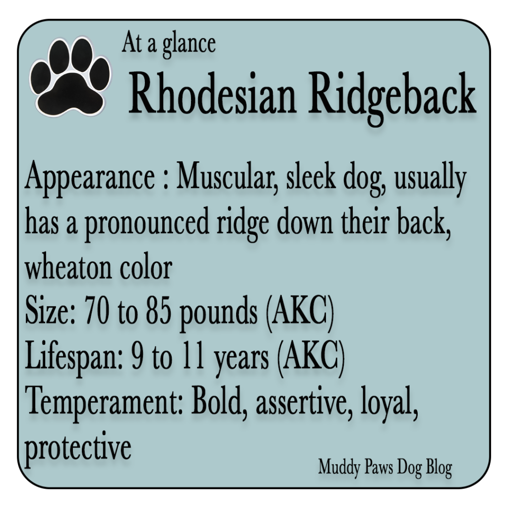 rhodesian ridgeback best farm dogs