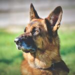 Gender Neutral Pet Names | 330 Unique & Unusual - Muddy Paws Blog