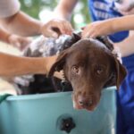 how to give a dog a bath